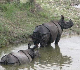 4-Daagse Wildlife Tour in Chitwan National Park, Nepal - Photo 3