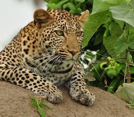 85 Tage Best of Lake Manyara, Ngorongoro und Tarangire Camping-Safari in Tansania - Photo 1