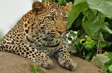 5-Daagse Beste Van Lake Manyara, Ngorongoro En Tarangire Kampeersafari In Tanzania