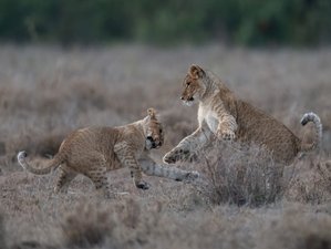 5 Day Safari in Amboseli National Park, Lake Naivasha and Maasai Mara in Kenya