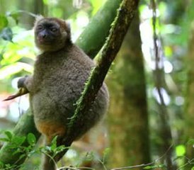 015 días de safari clásico de fauna salvaje en Madagascar - Photo 1