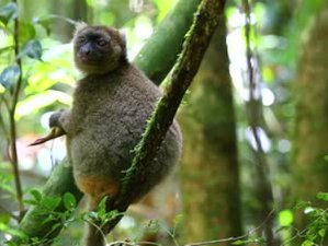 15 Day Riveting Classic Madagascar Wildlife Safari