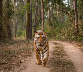 1112 Tage Luxus-Wildtiertour in Pench, Kanha und Bandhavgarh, Indien - Photo 1