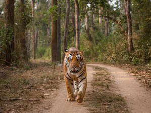12 jours en stage de safari de luxe dans les parcs de Pench, Kanha et Bandhavgarh, Inde
