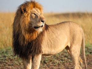 5 Days Safari Tour in Tarangire, Lake Manyara,Serengeti, and Ngorongoro Crater in Tanzania