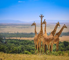 7-Daagse Keniaanse Safarivakantie in Masai Mara, Lake Nakuru, Aberdare en Ol Pejeta Conservancy - Photo 2