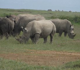 4 Tage Gruppen-Safari in Tansania: Besuch von Tarangire, Serengeti und Ngorongoro-Krater - Photo 5