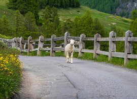 Livigno Retreats & Trips