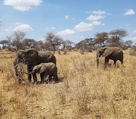 117 jours explorez le cœur de la Tanzanie: safari dans le Serengeti, Tarangire et le cratère du Ngorongoro - Photo 1