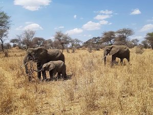 7 Day Explore the Heart of Tanzania: Safari in Serengeti, Tarangire, and Ngorongoro Crater