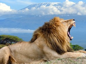  2 Day Safari Holiday in Amboseli National Park, Kenya with Stunning Mt. Kilimanjaro Backdrop