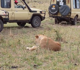 3 Day Small Group Joining Safari in Masai Mara with Land Cruiser Jeep in Kenya - Photo 5