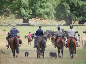 8 Day Autumn Cattle Muster on a High Country Station in Fairlie, New Zealand
