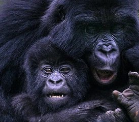 93-Tage Gorilla-Trekking-Safari im Bwindi-Impenetrable-Nationalpark, Uganda - Photo 1