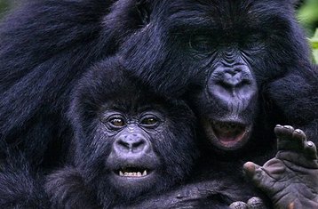 3 Day Gorilla Trekking Safari in Bwindi Impenetrable National Park, Uganda