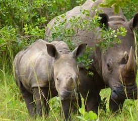 23 jours en stage de safari animalier à Murchison Falls et au sanctuaire des rhinocéros de Ziwa, Ouganda - Photo 1