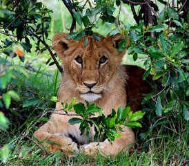 4-Daagse Safari in Amboseli, Lake Naivasha en Hell's Gate National Park, Kenia - Photo 3