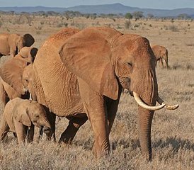 2 días de safari por carretera en el Parque Nacional Tsavo West, Kenia - Photo 3