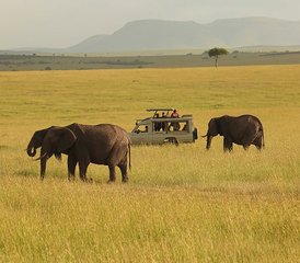 6 Days Wildebeest Migration Safari - Masai Mara National Reserve - Photo 5