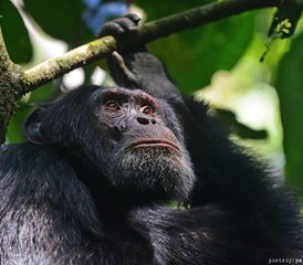 13 jours en stage de safari animalier et trekking gorilles en Ouganda - Photo 5