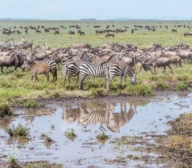 4 Tage Tansania Safari Tarangire Ngorongoro-Krater und Lake Manyara, Tansania - Photo 2
