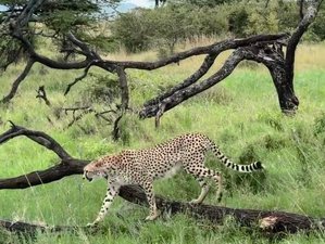 6 Day Tanzania Big Five Safari at Tarangire and Serengeti National Parks and Ngorongoro Crater