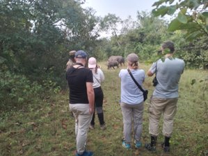 8 Day Big Five, Gorillas, and Chimpanzees Safari in Uganda