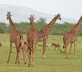 5 días de safari de acampada en el lago Manyara, Ngorongoro y Serengeti, Tanzania - Photo 3