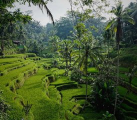 6 Day Yoga Connection Retreat in Ubud, Bali in Indonesia - Photo 4