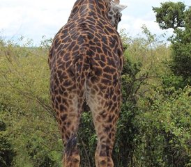 4 Day Kenya Safari at Masai Mara and Lake Nakuru - Photo 5