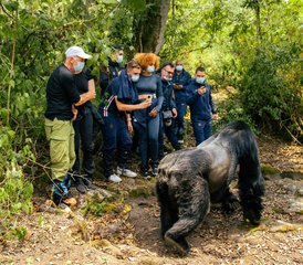 4 Tage Gorilla-Trekking-Safari mit Goldmeerkatze in Ruanda - Photo 3
