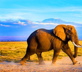 6 jours safari au Kenya : Amboseli, lac Nakuru et Masai Mara – faune, culture et aventure, Kenya - Photo 3