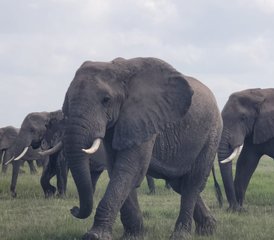 11 jours en stage de safari au Kenya et en Tanzanie – incroyable aventure transfrontalière en Afrique de l’Est - Photo 4