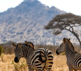 94 jours safari à Tarangire, Serengeti et cratère du Ngorongoro, Tanzanie - Photo 1