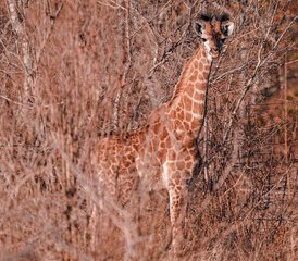 7 días de retiro de yoga multisistema y safari de los Cinco Grandes en Nambiti, Sudáfrica - Photo 4