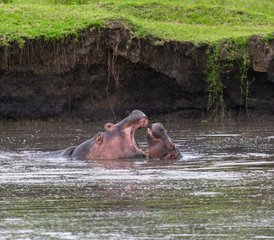 3 Tage Budget-Gruppensafari im Serengeti-Nationalpark und am Ngorongoro-Krater, Tansania - Photo 2