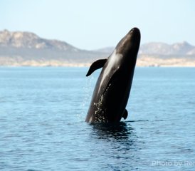 7 jours en stage du meilleur de la Basse-Californie avec plongée sous-marine et snorkeling au Mexique - Photo 4