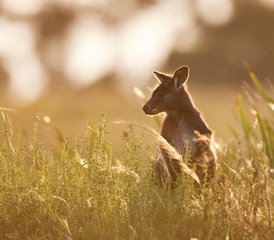 3 Tage Great Ocean Road und Grampians Wildlife Tour in Australien - Photo 2