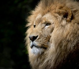 4 Tage Luxus-Zeltsafari im Kruger-Nationalpark in Südafrika - Photo 4