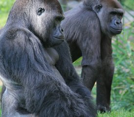 103 Tage Uganda Safari mit Gorillatrekking im Bwindi Impenetrable Nationalpark - Photo 1