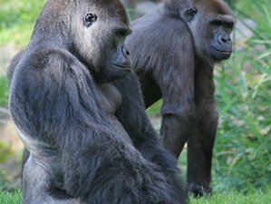 3 Day Uganda Safari with Gorilla Trekking at Bwindi Impenetrable National Park