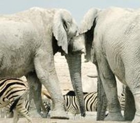 10 Tage Schönheit Namibias: Geführte und Selbstgeführte Safaris in Otjiwarongo, Etosha Ost und mehr - Photo 2