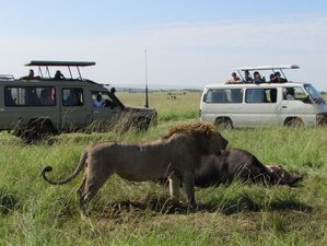 7 Day Kenya Perfect Safari at Masai Mara, Lake Nakuru, Lake Naivasha, and Amboseli