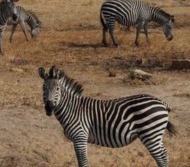 3 Tage Tansanische Safari im Nationalpark Mikumi und im Nationalpark Udzungwa Mountain - Photo 3