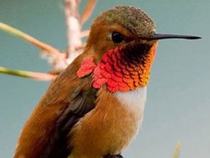 10 días de avistamiento de aves en Baja y Barrancas del Cobre, una mezcla de cultura y naturaleza en México