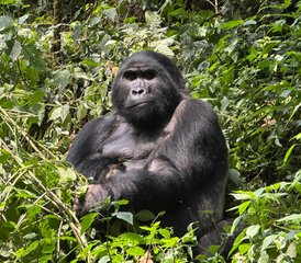 2 días de safari de trekking con gorilas en el Parque Nacional Impenetrable de Bwindi en Uganda - Photo 2