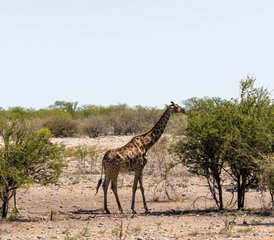 23 Tage Etosha Wildtier-Safari und Camping-Erlebnis in Namibia - Photo 1