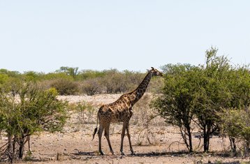 3 días de safari de fauna salvaje y experiencia de camping en Etosha, Namibia