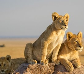 99 Tage private Safari in Tansania: Tarangire, Ngorongoro und Serengeti mit Badeurlaub auf Sansibar - Photo 1