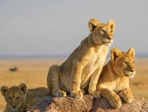 9 Day Tanzania Tarangire, Ngorongoro, and Serengeti Private Safari with Zanzibar Beach Holiday